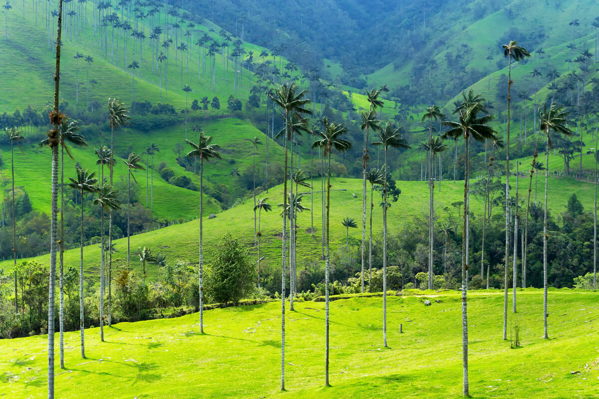 Onontdekt! 7 prachtige natuurparken in Colombia