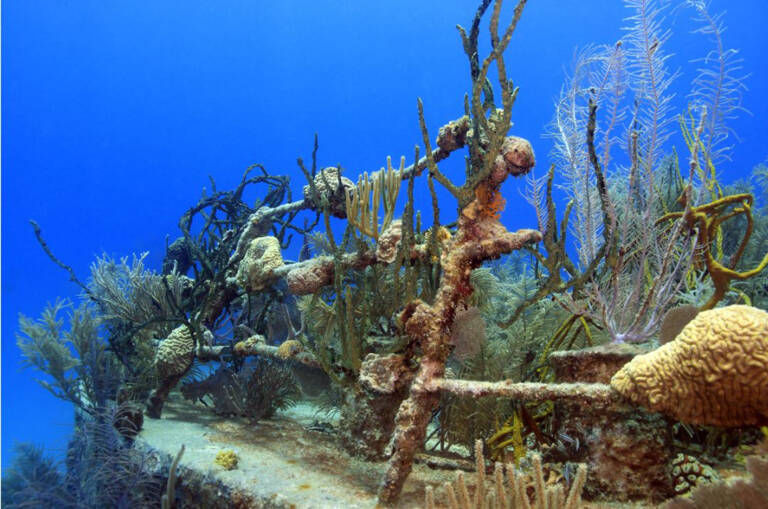 st-albert-roatan