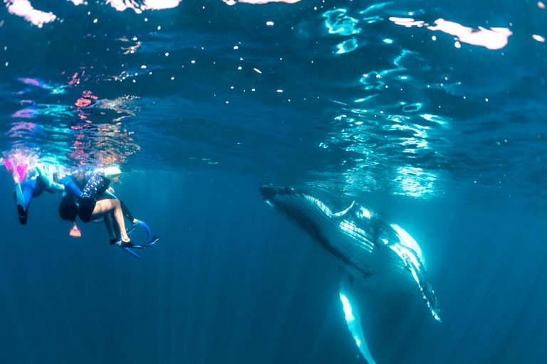 ta-wa-coral-coast-exmouth-dive-whalesharks