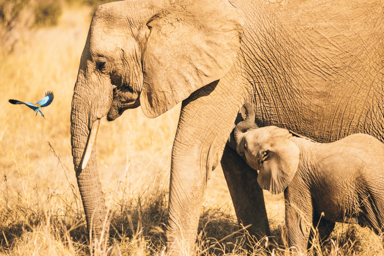 tanzania-elephant