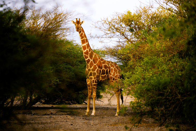 tb-abu-dhabi-sir-bani-yas-island-arabian-wildlife-park-giraffe