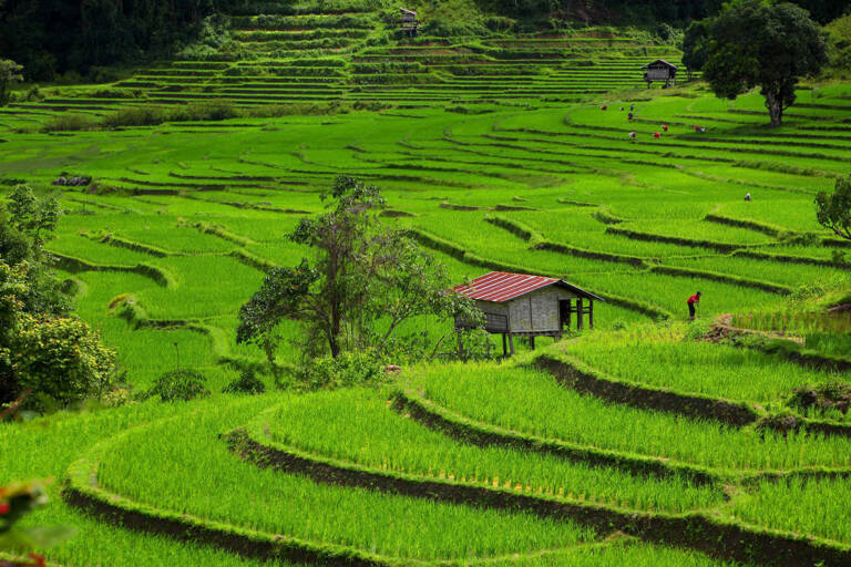 tb-asia-thailand-chiang-mai-rice-fields