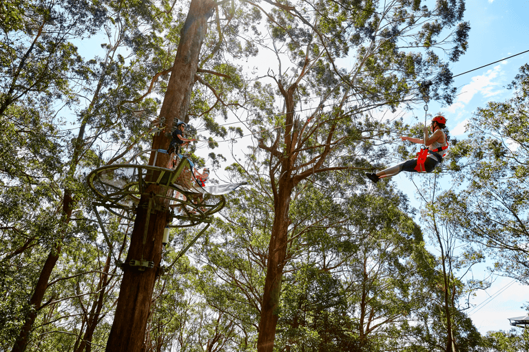 tb-australia-fly-treetop-adventure