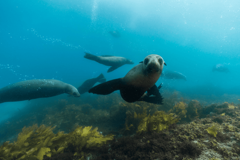 tb-australia-montague-island