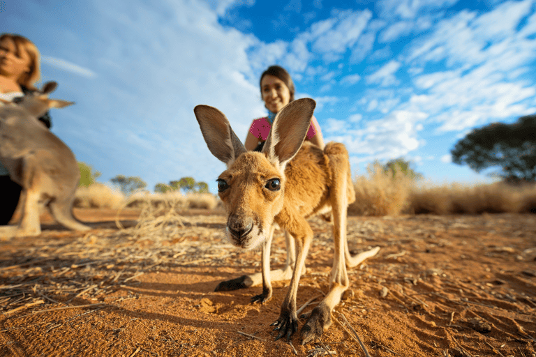 tb-australia-northern-territory-alice-springs-kangaroo-sanctuary