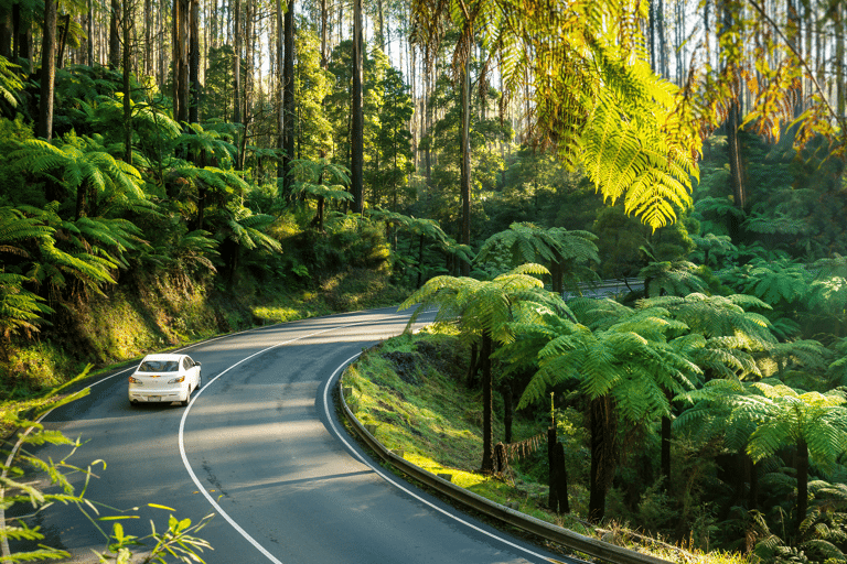 tb-australia-self-drive-black-spur
