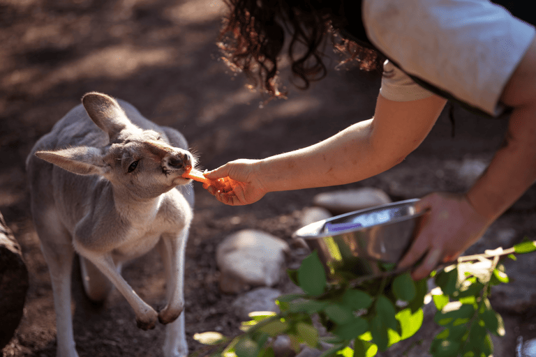 tb-australia-sydney-taronga-zoo-kangaroo