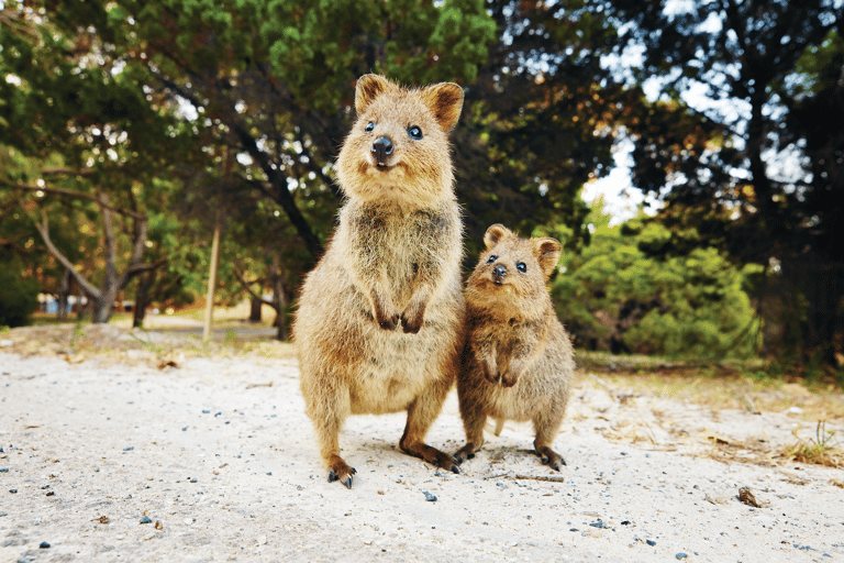 tb-australia-western-australia-quokka