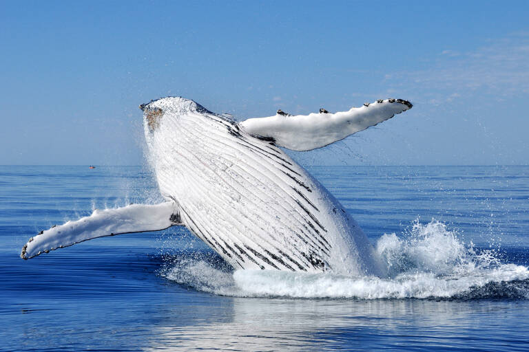 tb-australia-western-australia-whale-watching