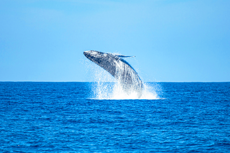 tb-el-salvador-los-cabanos-whale-sighting