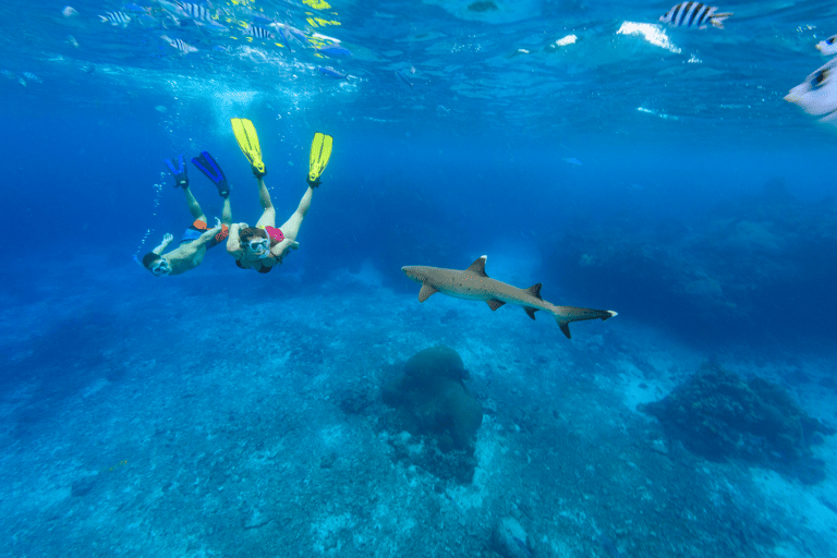tb-fiji-tourism-board-shark-snorkel-credit-chris-mclennan-photography-ltd