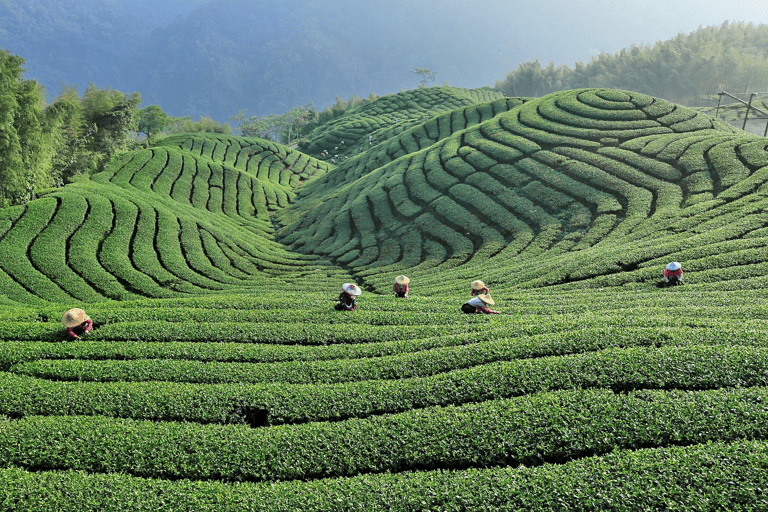 tb-use-only-taiwan-tea-plantation
