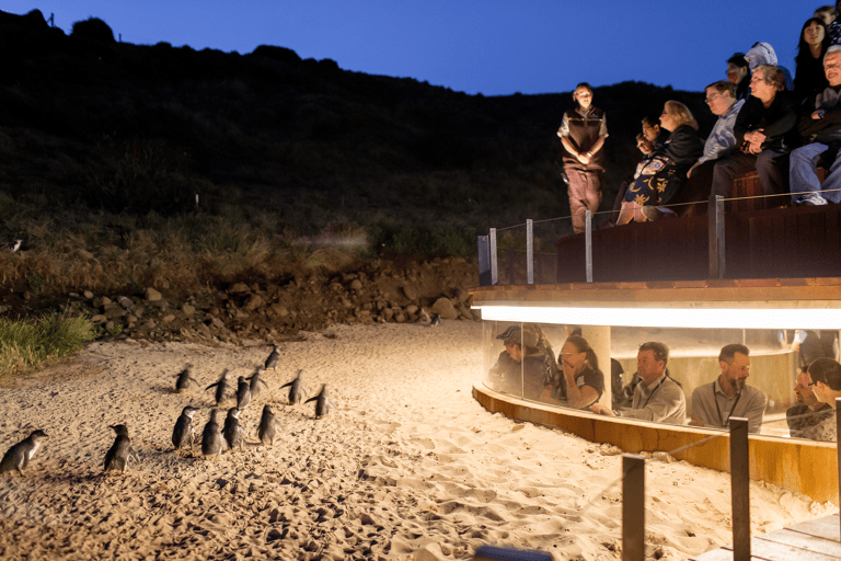 tb-victoria-phillip-island-penguins