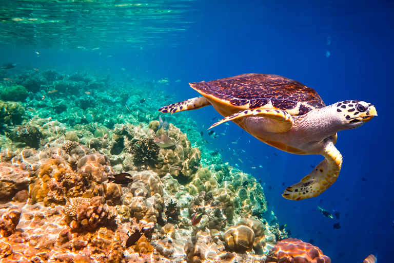 turtle-water-diving