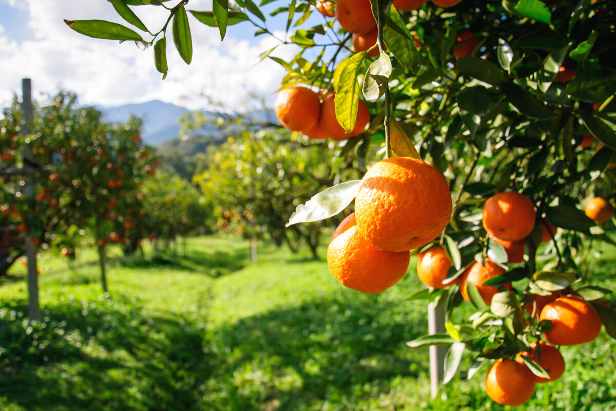 Reizen langs Oranje plaatsen over de hele wereld